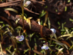 Utricularia uliginosa