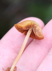Entoloma quadratum