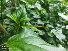 Ceriagrion coromandelianum