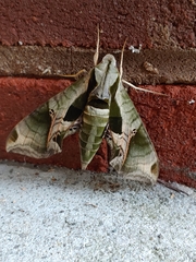 Eumorpha pandorus