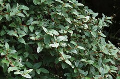 Shepherdia canadensis