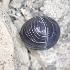 Armadillo officinalis