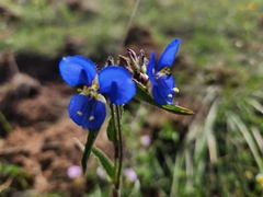 Commelina tuberosa