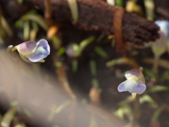 Utricularia uliginosa