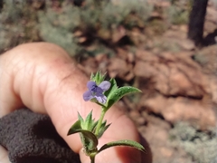 Trichostema brachiatum