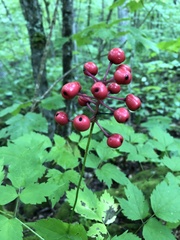 Actaea × ludovicii