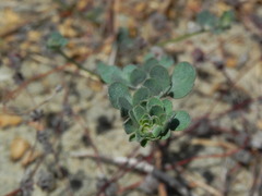 Acmispon prostratus
