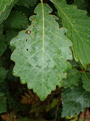 Quercus montana