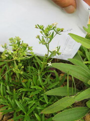 Stenaria nigricans