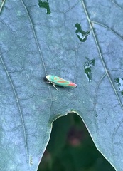 Graphocephala fennahi