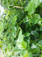Ceriagrion coromandelianum