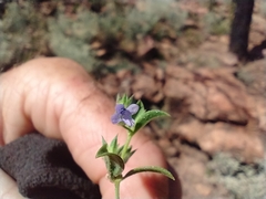 Trichostema brachiatum