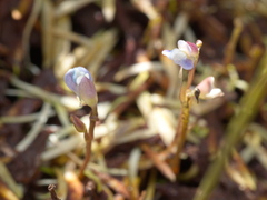 Utricularia uliginosa