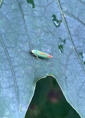 Graphocephala fennahi