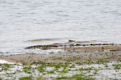 Charadrius semipalmatus