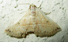 Eublemma gayneri