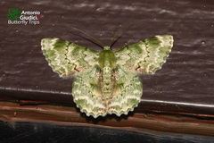 Pingasa subviridis