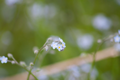 Myosotis arvensis