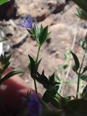 Trichostema brachiatum