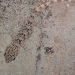Gekkota