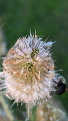 Diabrotica undecimpunctata