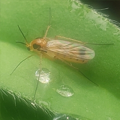 Mycetophilidae