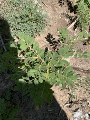 Rosa woodsii
