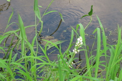 Sagittaria brevirostra