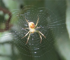 Mangora
