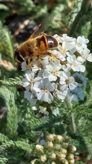 Eristalis tenax