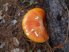 Amanita basii