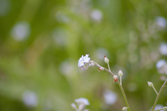 Myosotis arvensis
