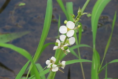 Sagittaria brevirostra