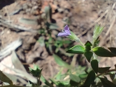 Trichostema brachiatum