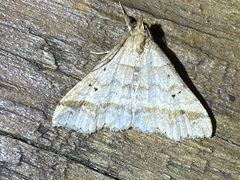 Phalaenophana pyramusalis