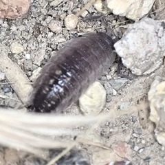 Porcellio