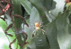 Mangora