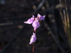Utricularia caerulea