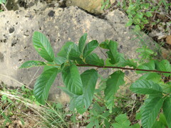 Frangula caroliniana