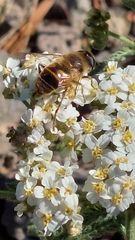 Eristalis tenax