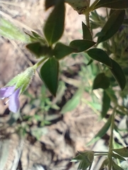 Trichostema brachiatum
