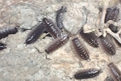 Porcellio