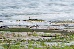 Charadrius semipalmatus