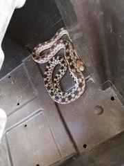 Pituophis vertebralis