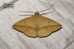 Ugia sundana