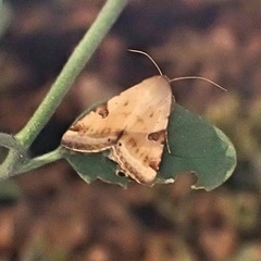 Heliothis peltigera