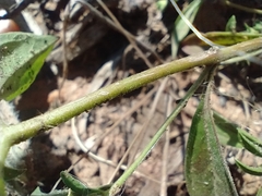 Trichostema brachiatum