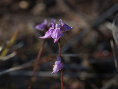 Utricularia caerulea