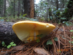 Amanita basii