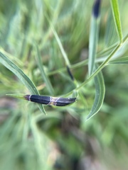 Asteromyia euthamiae